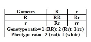 R = red flowers r = white flowers According to Mendel’s law of dominance, which statement-example-1