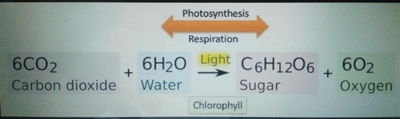 What are made in the light reactions of photosynthesis?-example-1