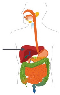 Consider the organ that is marked in the image below. mc010-1.jpg What is the main-example-1