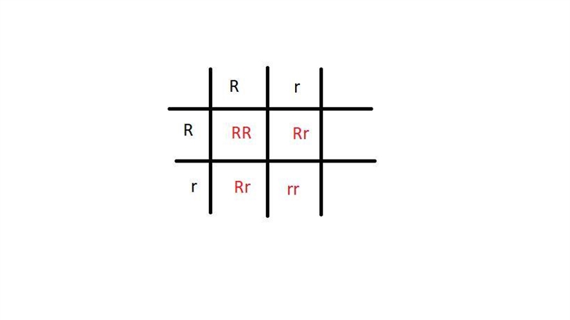 another Punnett square that shows a cross between a heterozygous red bull (Rr) and-example-1