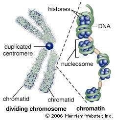 Explain the difference between chromosomes, chromatids and chromatin. (3-4 sentences-example-1