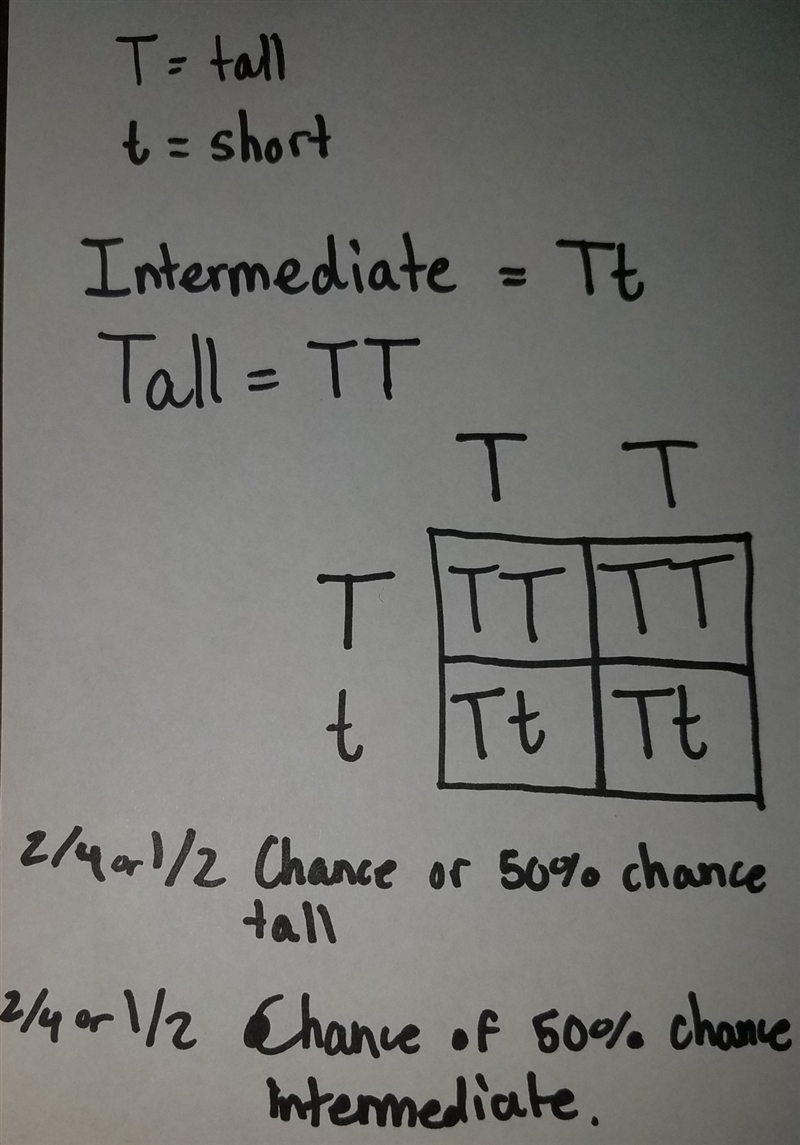 im a monohybrid cross if the gene for tall plants was incompletely dominant over the-example-1