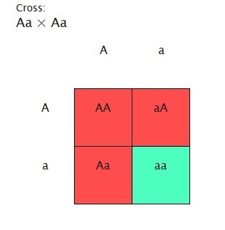 This pedigree chart tracks the inheritance of a recessive trait that is not sex-linked-example-1