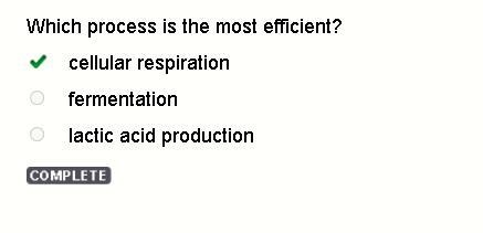 Which is the MOST efficient form of cellular respiration? A. aerobic respiration B-example-1