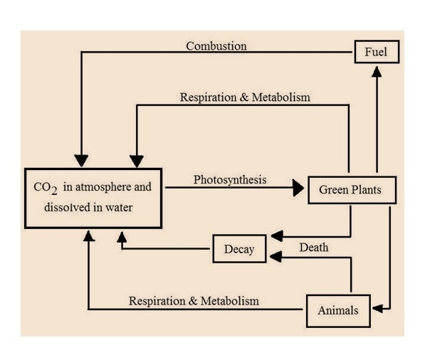 Which of the following statements best describes how matter moves through the biosphere-example-1