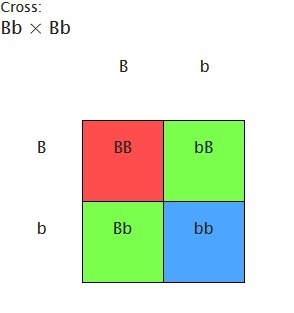 Suppose two brown haired parents have a red haired child what are the genotypes of-example-1