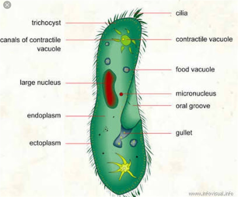 What kind of organism gets food using cilia? euglena amoeba paramecium alga-example-1