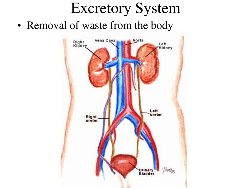 What is the main function of the excretory system in mammals?-example-1