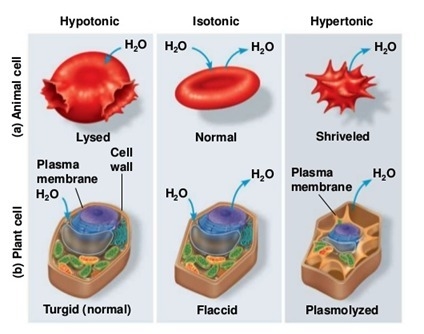 Distinguish among hypertonic hypotonic and isotonic solutions-example-1