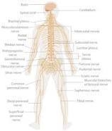 What is the importance of the skeletal, muscular, nervous system-example-3