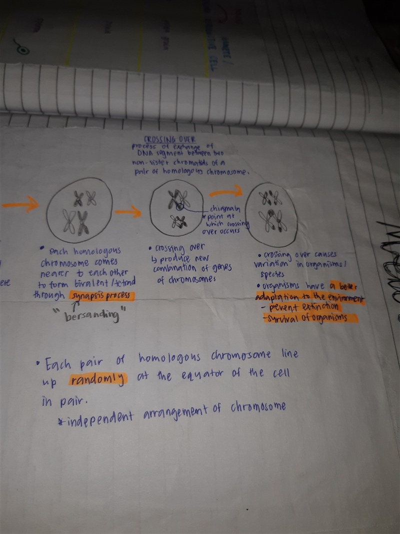 In meiosis, what makes up a tetrad-example-1