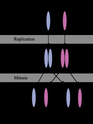 How many chromatids are in each replicated chromosome-example-1