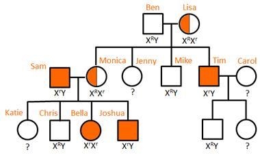 The pedigree traces red-green color blindness. Which family members have red-green-example-1