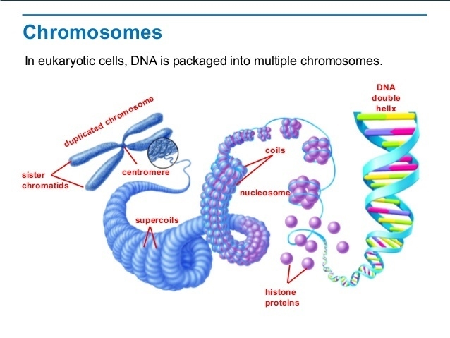 K on “Chromosomes and Inheritance” 1. Take the tour titled “What is a Chromosome?” Draw-example-1