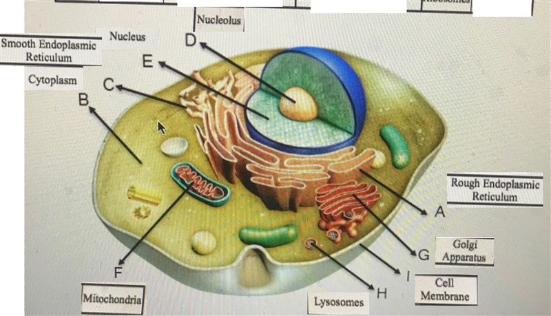 Identify the nine cell structures that are labeled in the animal cell diagram given-example-1