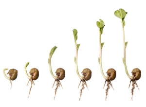 What is germination ? give what of this question.-example-1