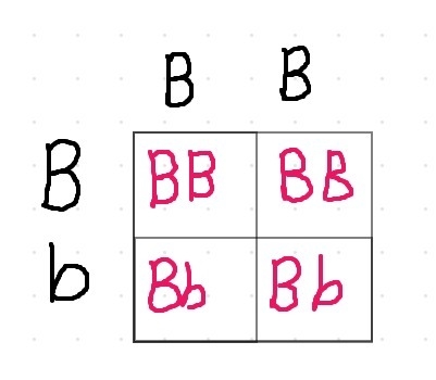 The gene for black fur (B) is dominant over the gene for white fur (b) in mice. A-example-1