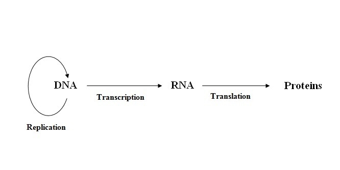 The central dogma of molecular biology is that biological information flows from?-example-1