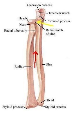 What bone articulate with the ulna?-example-1