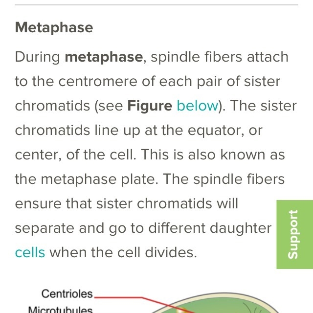 ( )SISTER CHROMATIDS LINE UP AT THE EQUATORIAL OF THE CELLS ? A) prophase B) metaphase-example-1