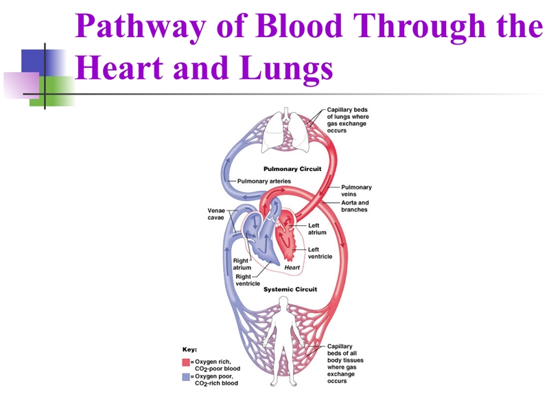 Blood has traveled from the heart to the fingers. Which describes the next step of-example-1