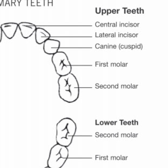 First set of teeth in humans-example-1