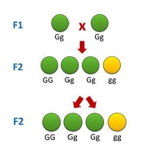 The diagram represents one of Mendel’s laws or principles of inheritance-example-1