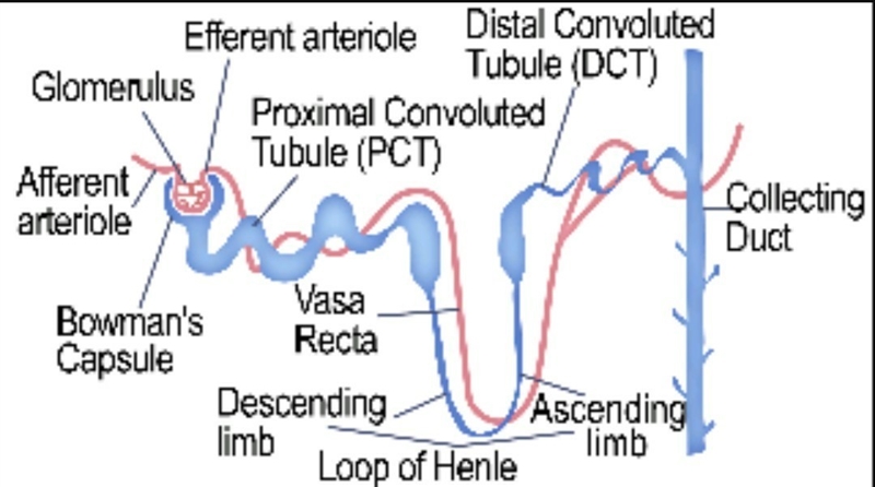 Draw and label fully structure of a nephrone-example-1