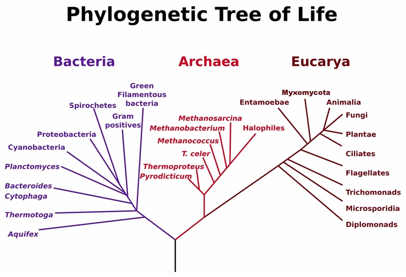 According to the phylogenetic tree, which domains are more genetically related? The-example-1