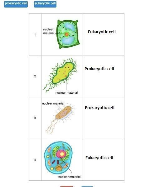 Megan observes four cells under a microscope and makes sketches of them as shown. Identify-example-1