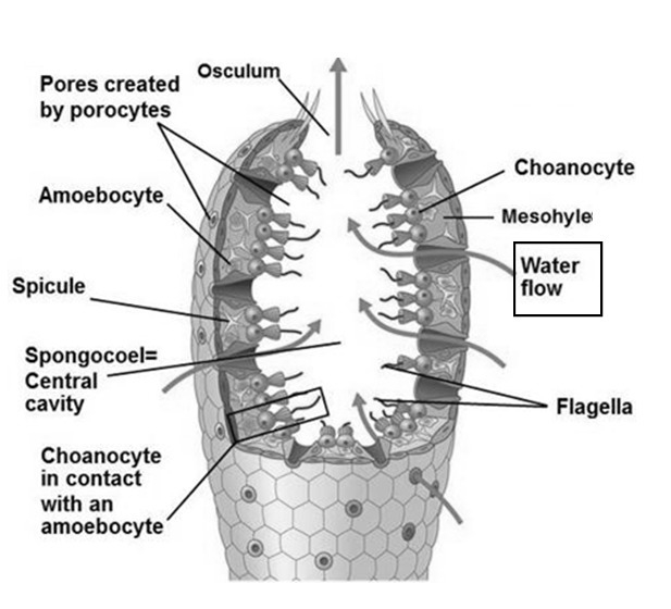 This drawing shows the internal anatomy of a sponge. What does the arrow in the middle-example-1