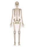 What is the importance of the skeletal, muscular, nervous system-example-1