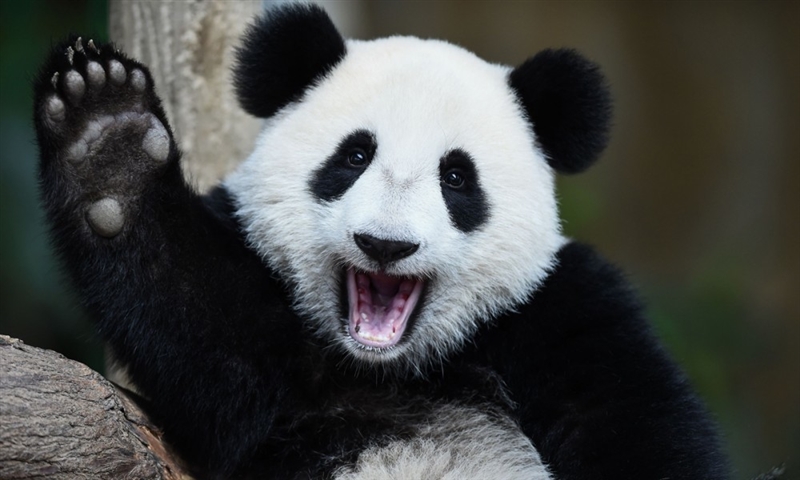 Pandas eat bamboo for energy. What are pandas?-example-1