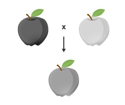 The picture shows fruit produced by two parents and fruit produced by one of their-example-1