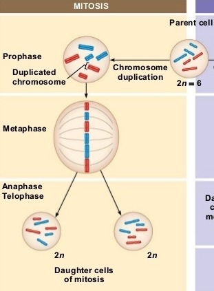 Draw a 2n=6 organism performing mitosis-example-2