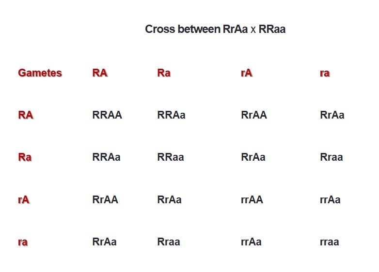 What would the cross between a plant of genotype RrAa and one of genotype RRaa-example-1