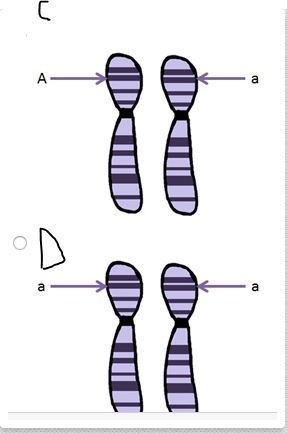 Which diagram shows a homologous chromosome pair that has heterozygous alleles?-example-2