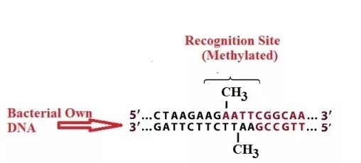 The restriction enzymes that cut the bacteriophage DNA cannot cut the bacterial chromosomal-example-1