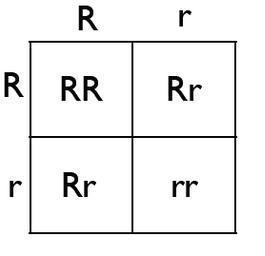 another Punnett square that shows a cross between a heterozygous red bull (Rr) and-example-1