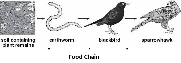 1.How do earthworms return nutrients to the ecosystem? 2. Example of a food chain-example-1