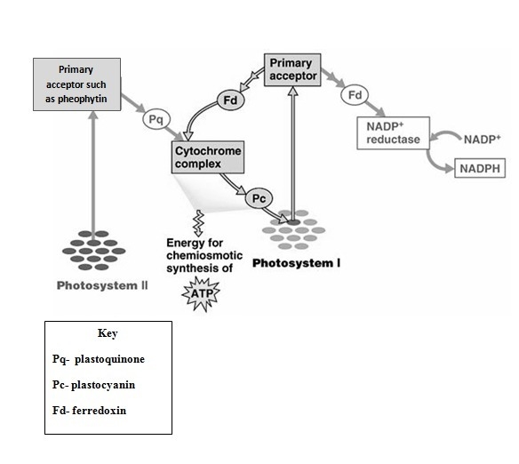 High-energy electrons are transported from chlorophyll to other molecules in the chloroplast-example-1