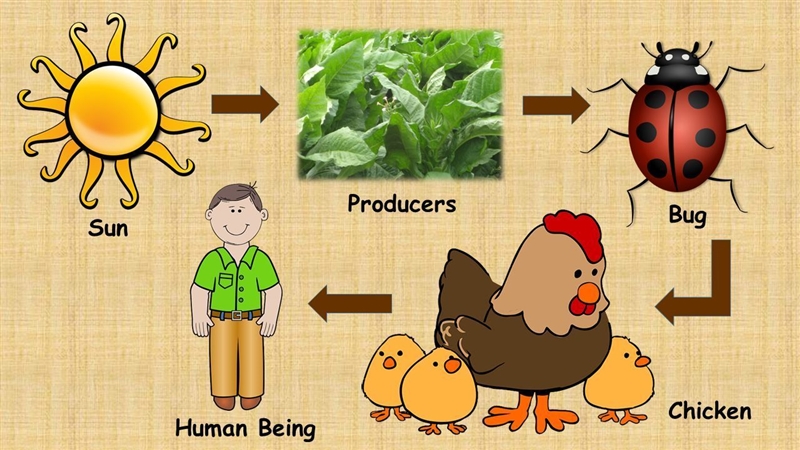 What is a food chain? Where do you fit in on the food chain?-example-1