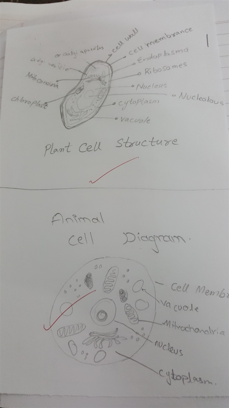 Which Two Structures Would Provide a Positive Identification Of a Plant Cell Under-example-1