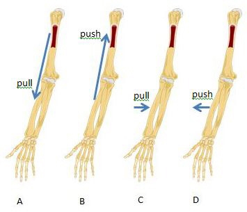 The bicep muscle has an attachment point at the shoulder and one in the upper forearm-example-1