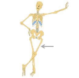 Which type of bone is indicated by the arrow? long irregular flat short-example-1