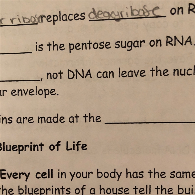 What is the pentose sugar on RNA ?-example-1