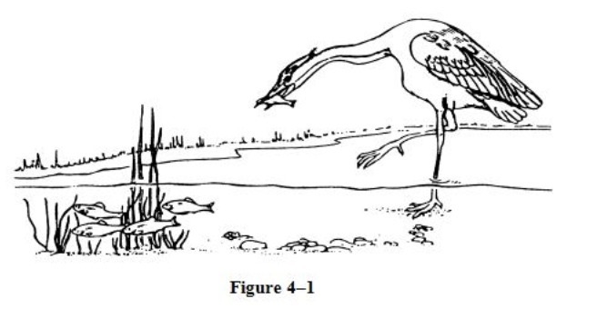 What would happen if the population of the bird species shown in the ecosystem in-example-1