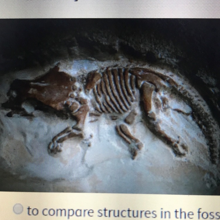 Study the image of the fossil shown below. How might a scientist use this fossil to-example-1