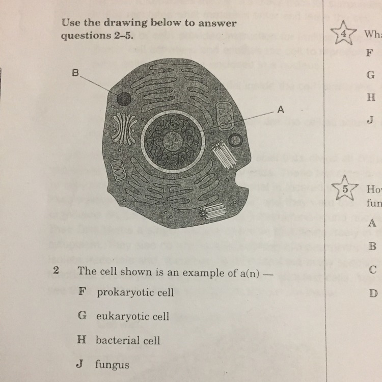 What is the cell shown an example of ?-example-1