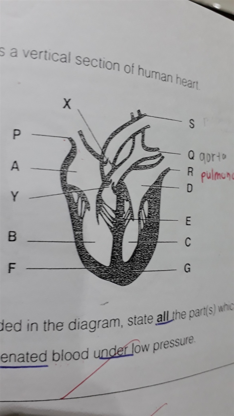 What are the structures S, Q & R called?-example-1